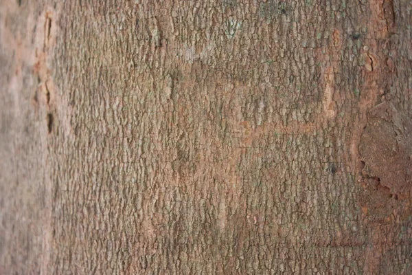 Резиновое дерево - Hevea brasiliensis — стоковое фото
