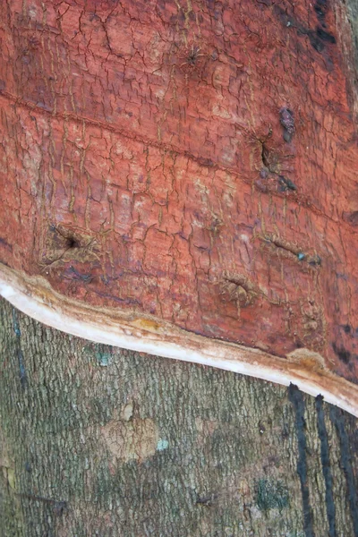 Árbol de goma - Hevea brasiliensis — Foto de Stock