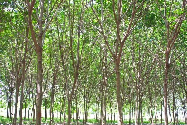 Floresta de borracha — Fotografia de Stock