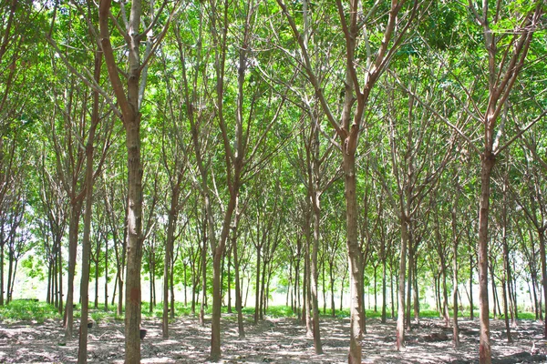 Floresta de borracha — Fotografia de Stock