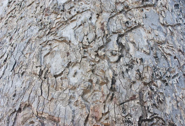 Kora drzewa tropikalne — Zdjęcie stockowe