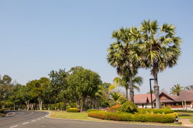 Sugar palm ağaçlar