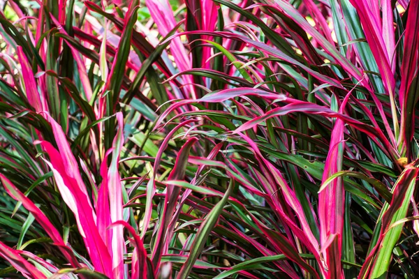 Planta Borda Vermelha (Cordyline fruticosa ) — Fotografia de Stock