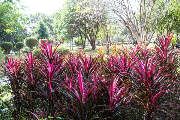 Kırmızı kenarlı bitki (cordyline fruticosa)