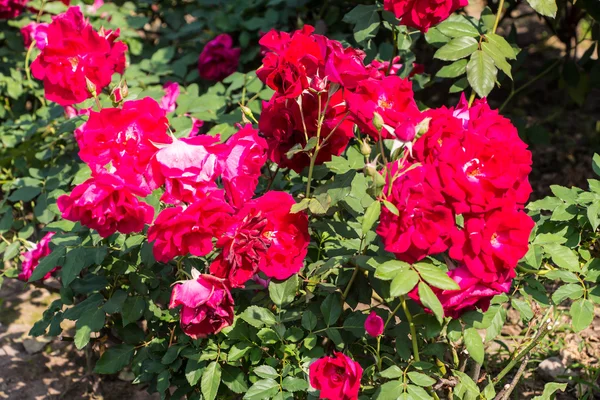 Красная роза на ветке — стоковое фото
