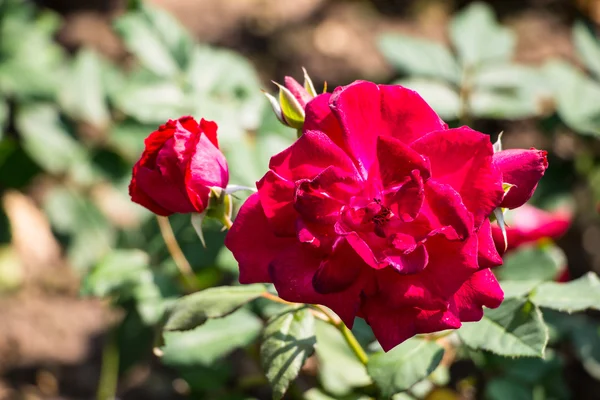 Rosa roja en la rama —  Fotos de Stock