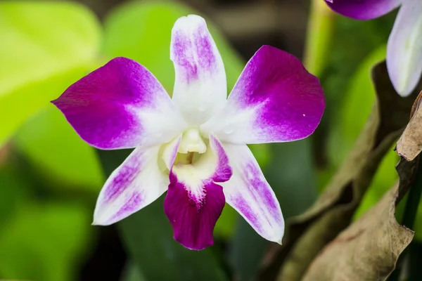 Hermosas flores de orquídea de polilla violeta — Foto de Stock