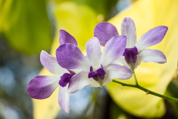 Hermosas flores de orquídea de polilla violeta —  Fotos de Stock
