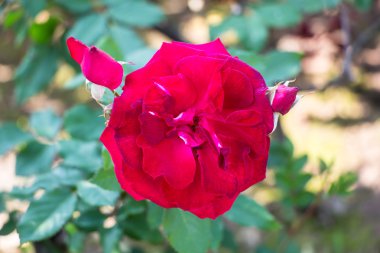 Daldaki kırmızı gül.