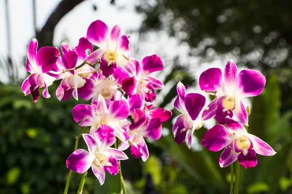 Hermosas flores de orquídea de polilla violeta — Foto de Stock