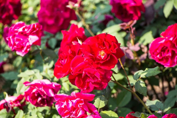 Rosa rossa sul ramo — Foto Stock