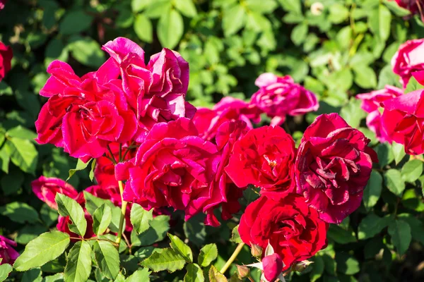Rosa vermelha no ramo — Fotografia de Stock