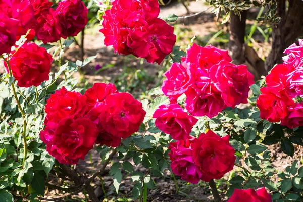 Rosa rossa sul ramo — Foto Stock