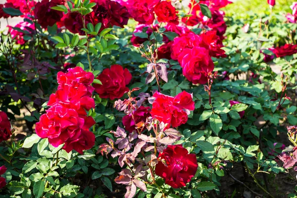 Rosa rossa sul ramo — Foto Stock