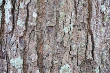 Ağaç kabuğu arkaplan dokusu