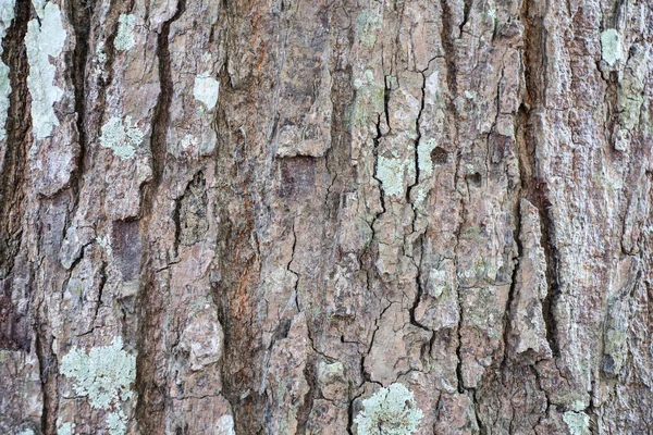 Struktura kůry stromu na pozadí — Stock fotografie