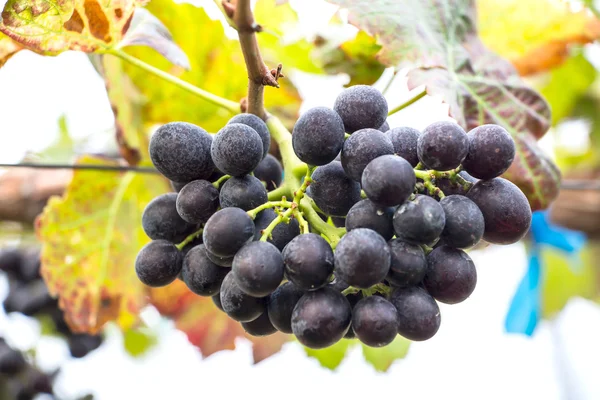 Uvas (BLACKOPOR ) —  Fotos de Stock