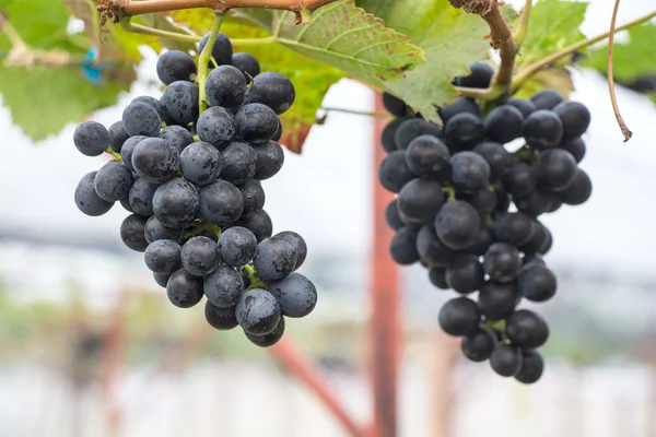 Gran racimo de uvas de vino tinto cuelgan de una vid, caliente. Grifo maduro —  Fotos de Stock