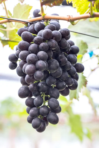 Grande grupo de uvas de vinho tinto pendurar de uma videira, quente. Grumos maduros — Fotografia de Stock