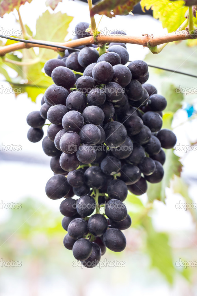 Grapes close up