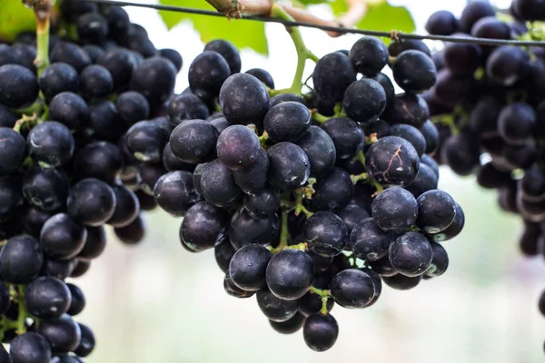 Uvas vermelhas roxas — Fotografia de Stock