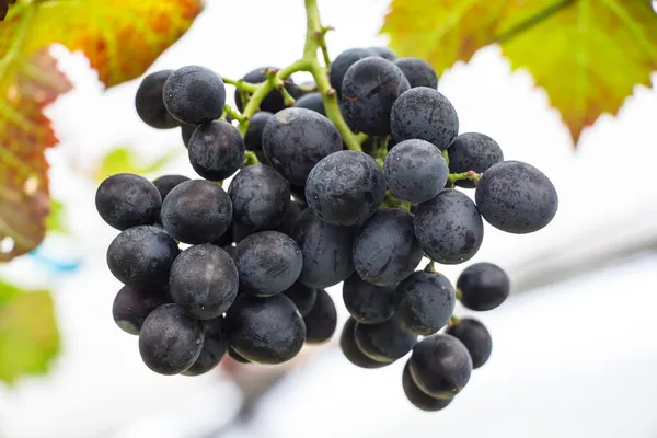 Uvas de vinho tinto — Fotografia de Stock