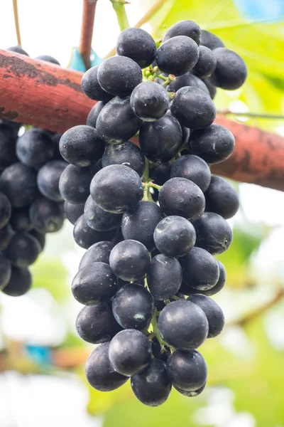 Ramo de uva en una rama . —  Fotos de Stock