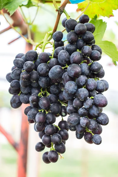 Purpurrote Trauben mit grünen Blättern an der Rebe. frisches Obst — Stockfoto