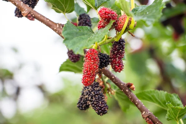 Berry fruit in nature — Stock Photo, Image