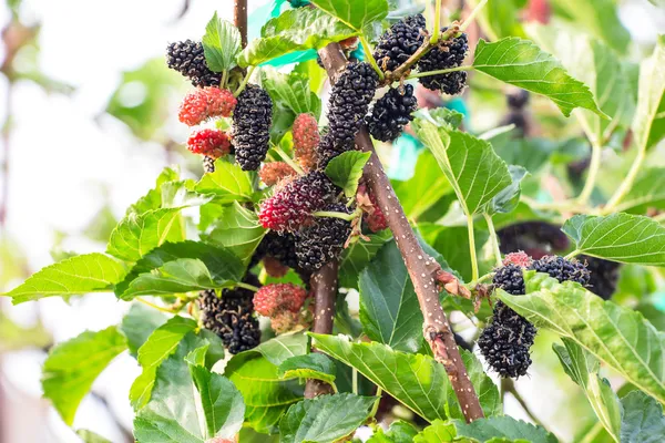 树上的鲜桑叶 — 图库照片