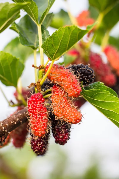 Fresh mulberry on tree - Berry fruit in nature, mulberry twig — Stock Photo, Image