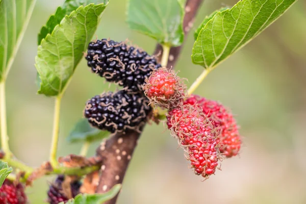 Fresh mulberry on tree - Berry fruit in nature, mulberry twig — Stock Photo, Image