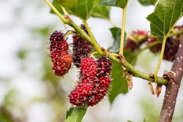 Fresh mulberry on tree — Stock Photo, Image