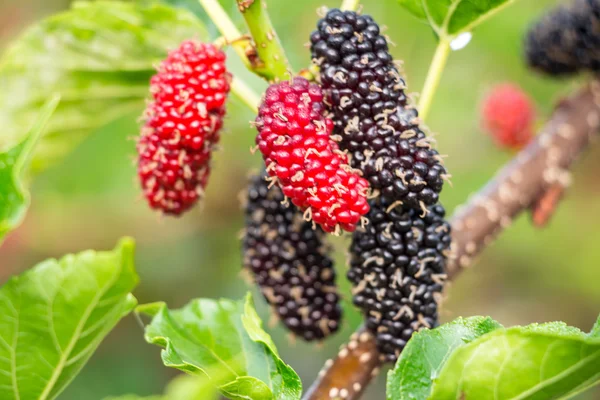 Morera fresca en el árbol - Fruta de la baya en la naturaleza, ramita de morera — Foto de Stock