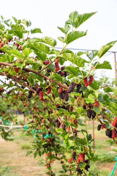Fresh ripe mulberry berries on tree - Fresh mulberry — Stock Photo, Image