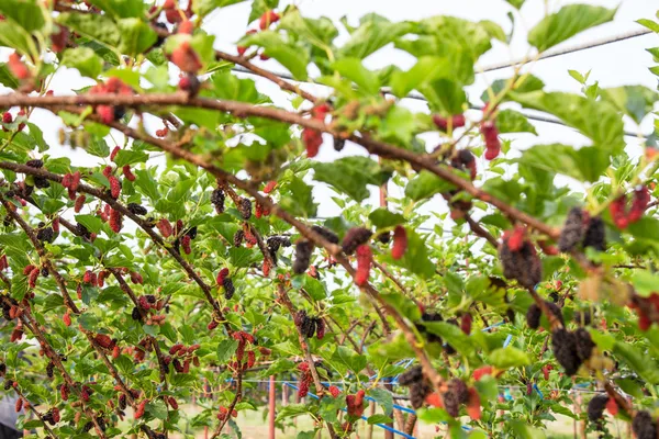 Bagas de amoreira maduras frescas na árvore - amoreira fresca — Fotografia de Stock