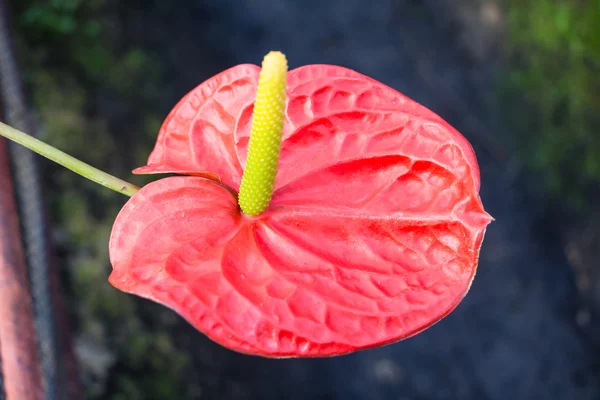 Flamingo lily — Stock Photo, Image