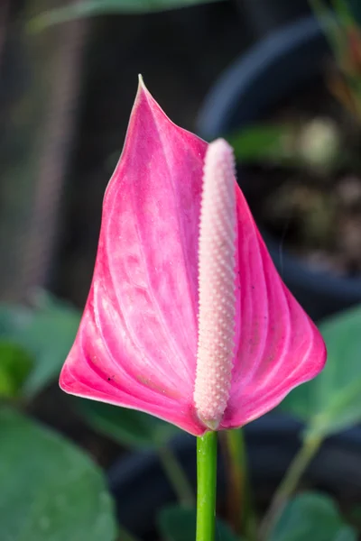 Pink Flamingo lily flower (Boy Flower) — Stock Photo, Image