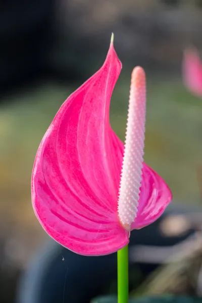 Pink Flamingo lily flower (Boy Flower) — Stock Photo, Image