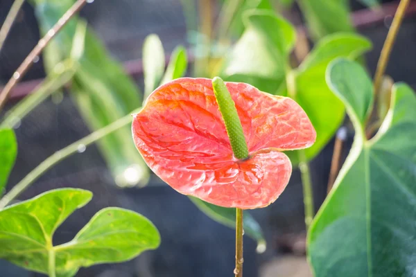 Red Flamingo lily květina (Boy Flower) — Stock fotografie