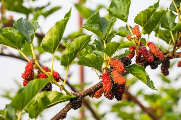 Fresh mulberry on tree — Stock Image Fresh mulberry on tree Stock Picture