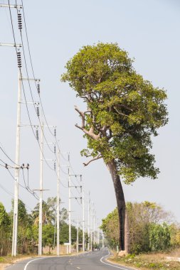 elektrik direği ağaç