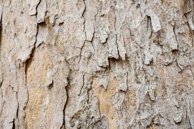 ahşap ağaç doku arka plan deseni