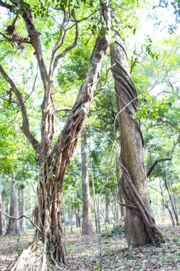 Tayland ormanlarında ağacın etrafındaki sarmaşıklar