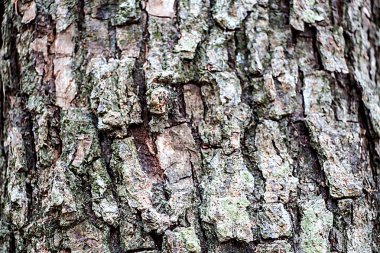 Ağaç kabuğu dokusu