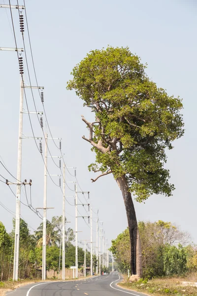 Poste eléctrico con árbol — Foto de Stock