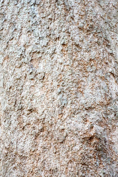 Rinde der Baumstruktur — Stockfoto