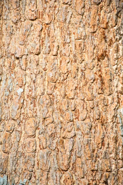 Corteccia di struttura di albero — Foto Stock