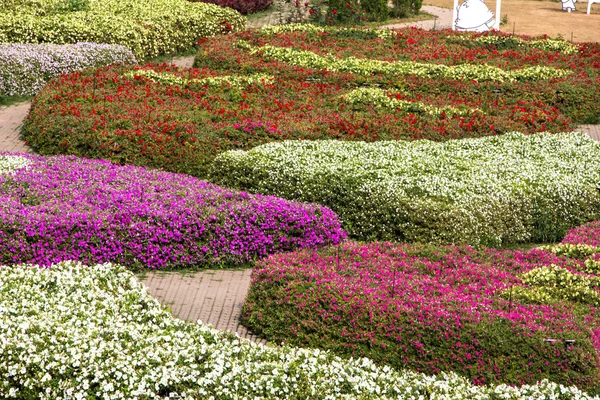 Цветочный сад Петунии — стоковое фото