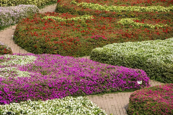 Цветочный сад Петунии — стоковое фото